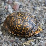 Schildkröte auf Strasse
