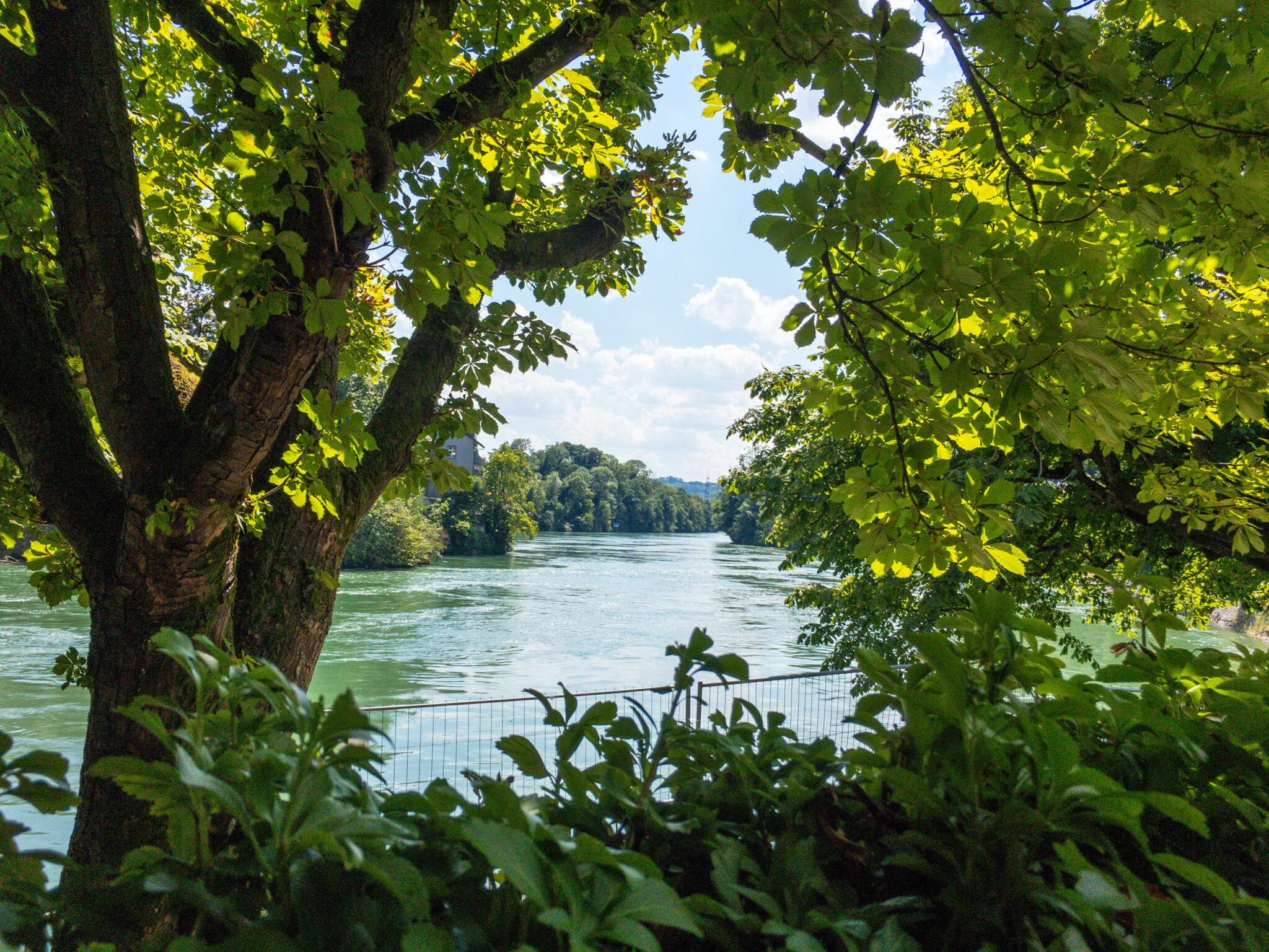 Rhein durch Bäume, Laufenburg
