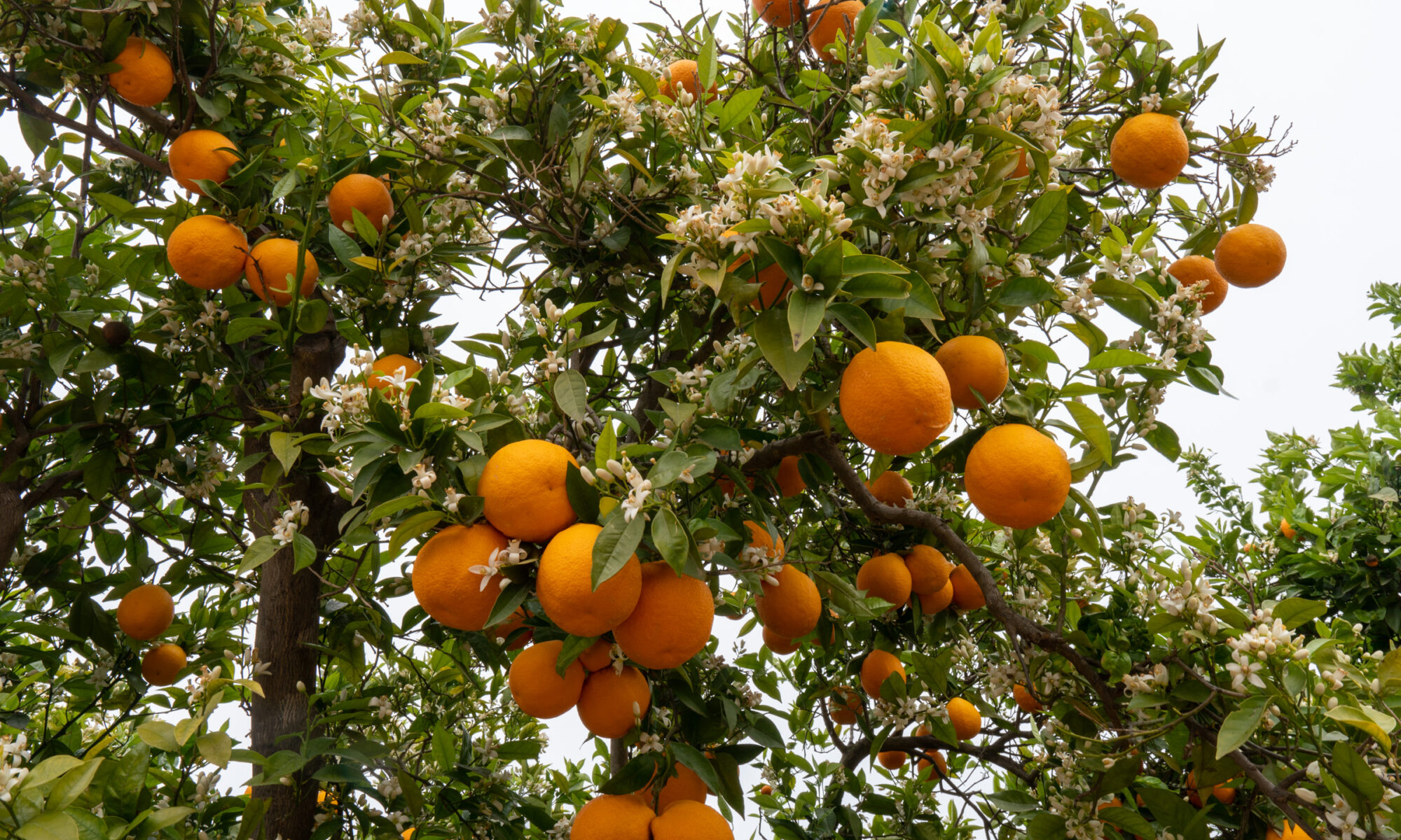Orangenblüten und fertige Früchte am gleichen Baum