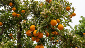 Orangenblüten und fertige Früchte am gleichen Baum