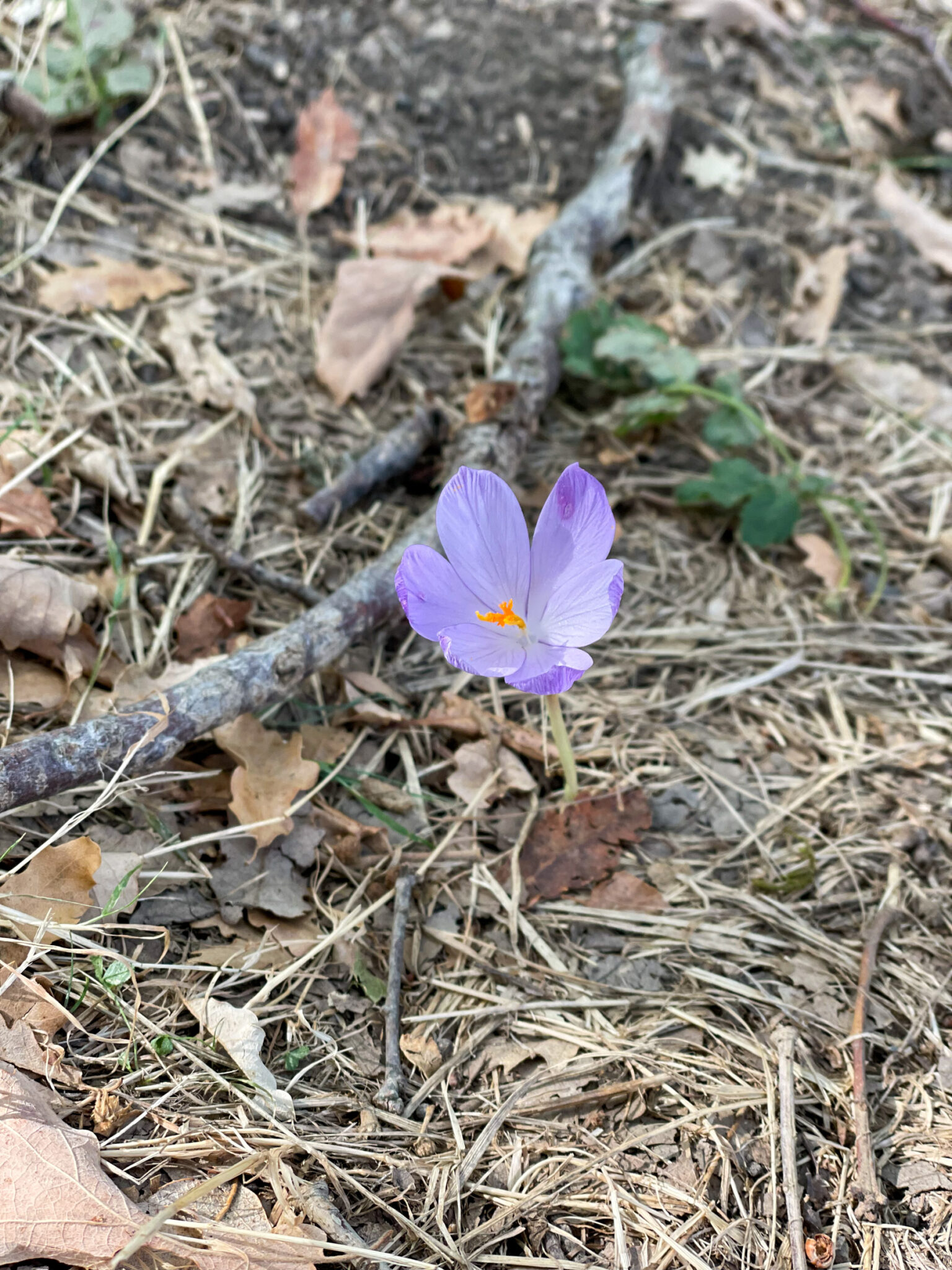 Es herbstet auch in Spanien