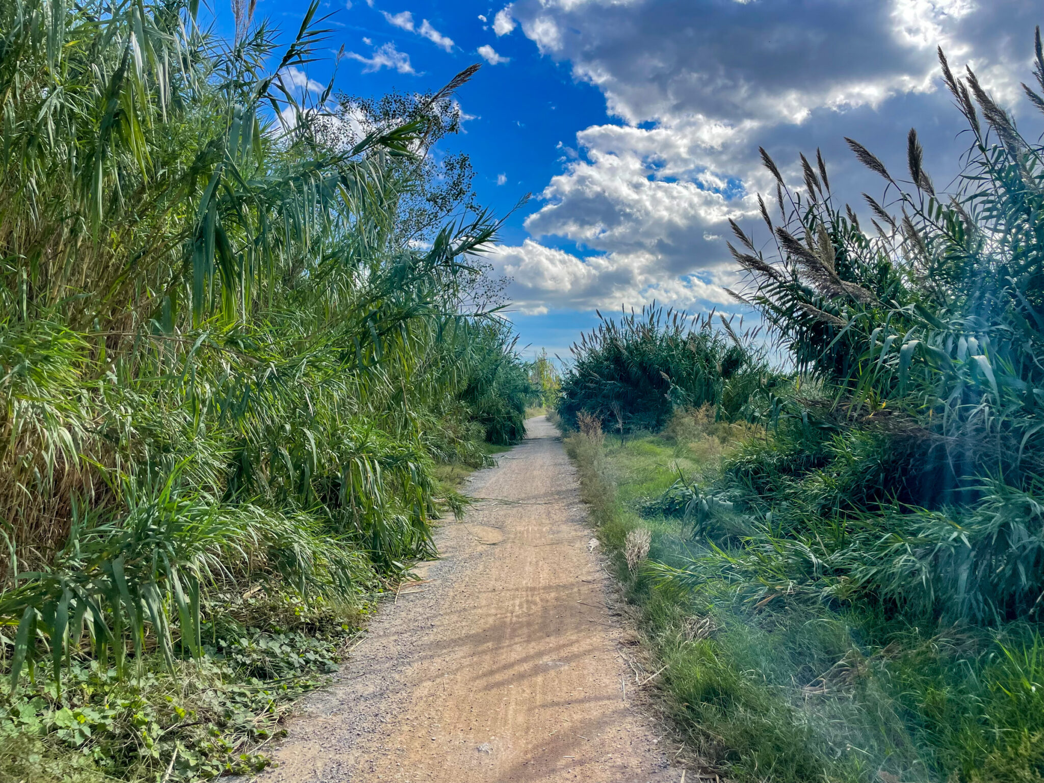 der Weg teilt das Schilfmeer